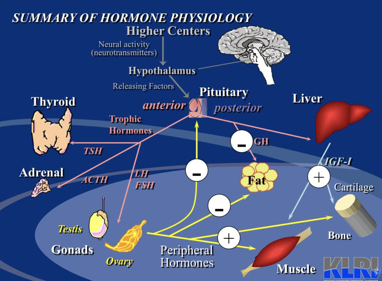 hormones level.png