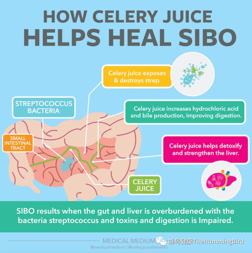 西芹汁如何帮助疗愈小肠细菌过度生长 How Celery Juice Helps Heal SIBO