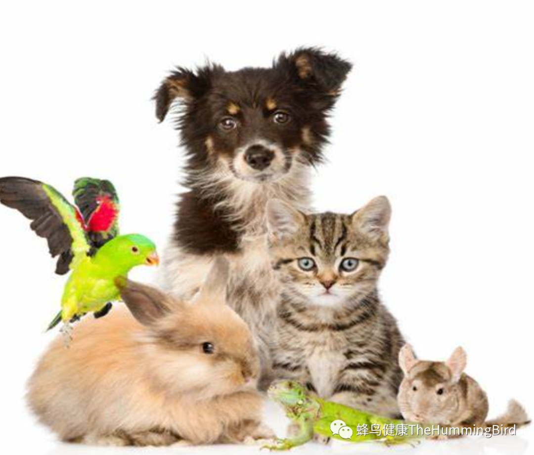 宠物健康 Pet Health