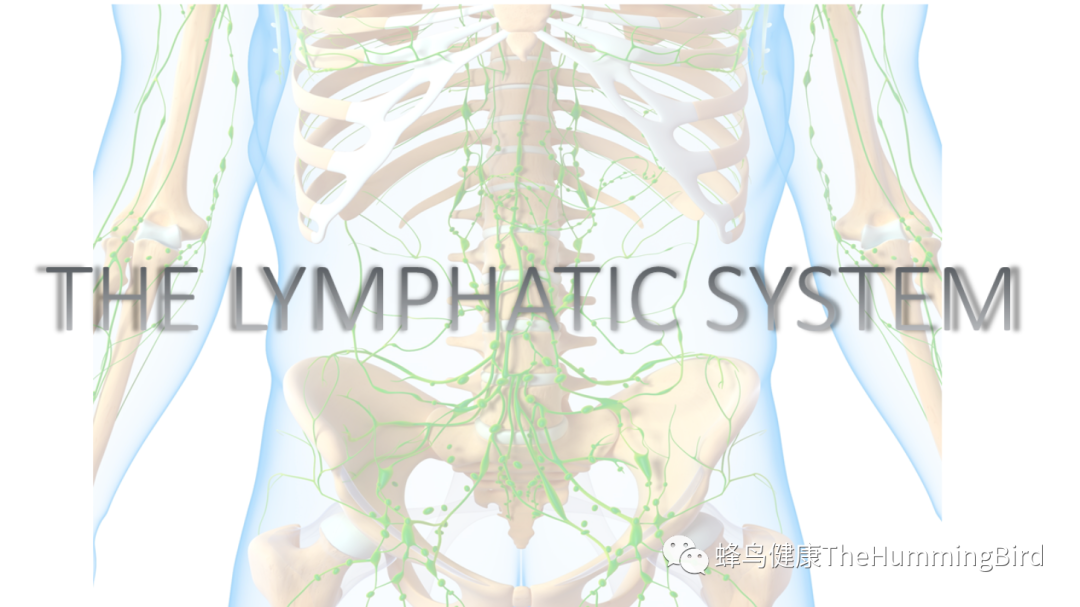 淋巴系统健康 Lymphatic System
