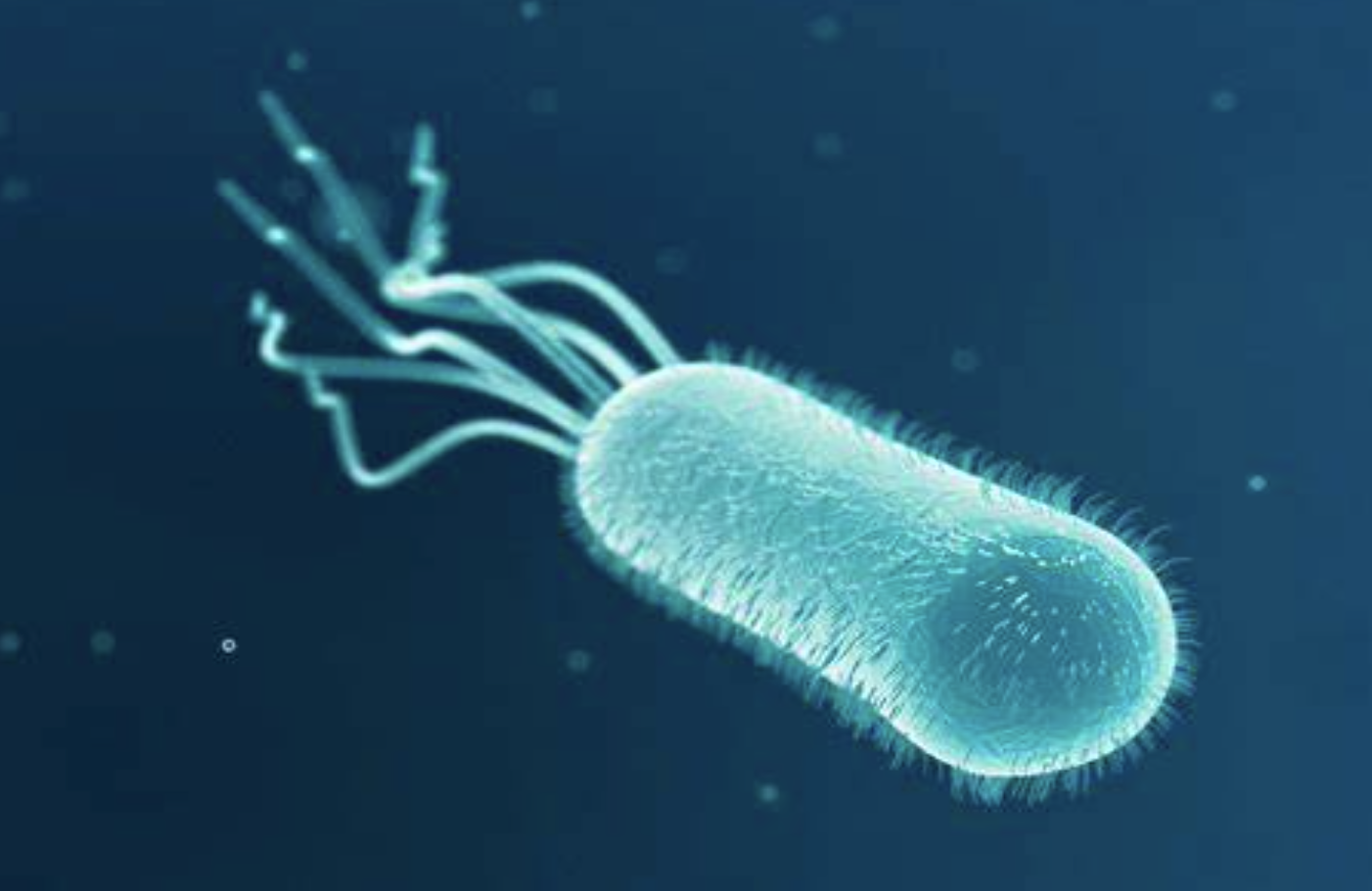 【摘要速查】细菌感染（链球菌、艰难梭菌、大肠杆菌、幽门螺旋杆菌、沙门氏菌、金黄色葡萄球菌）