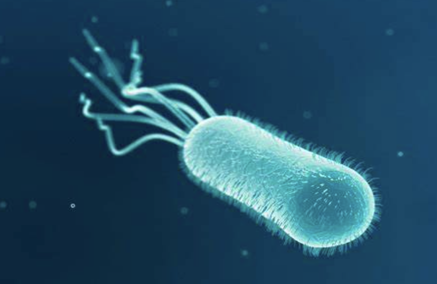 E coli.png