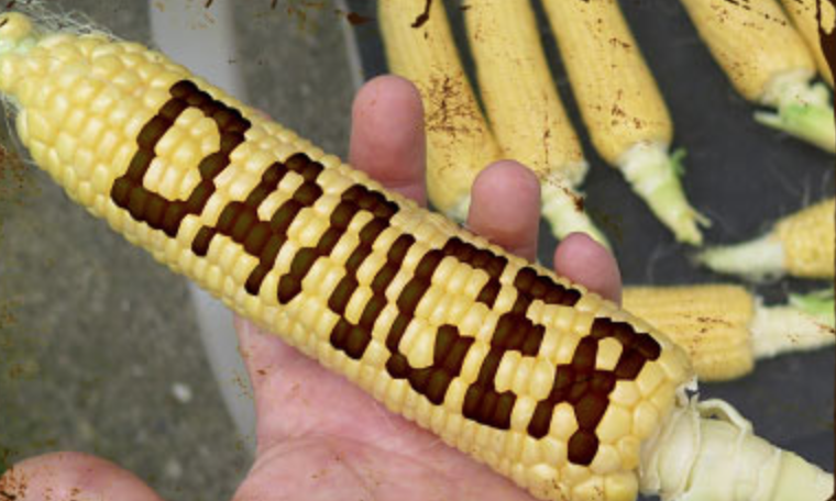 corn.png