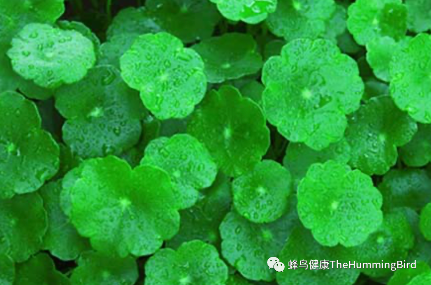 雷公根（崩大碗、积雪草）Gotu Kola