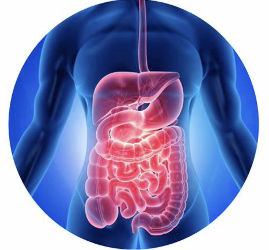 digestive health 6.png