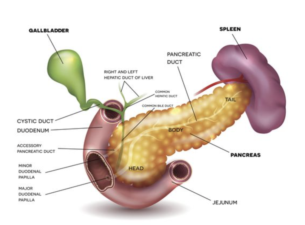 gallbladder spleen pancreas.png