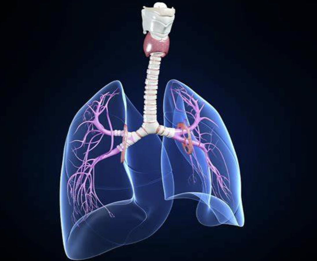 【摘要速查】呼吸系统问题（哮喘、支气管炎、慢性阻塞性肺病、肺气肿、感冒流感、喉炎）