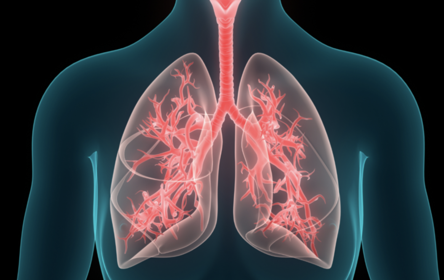 respiratory system 2.png