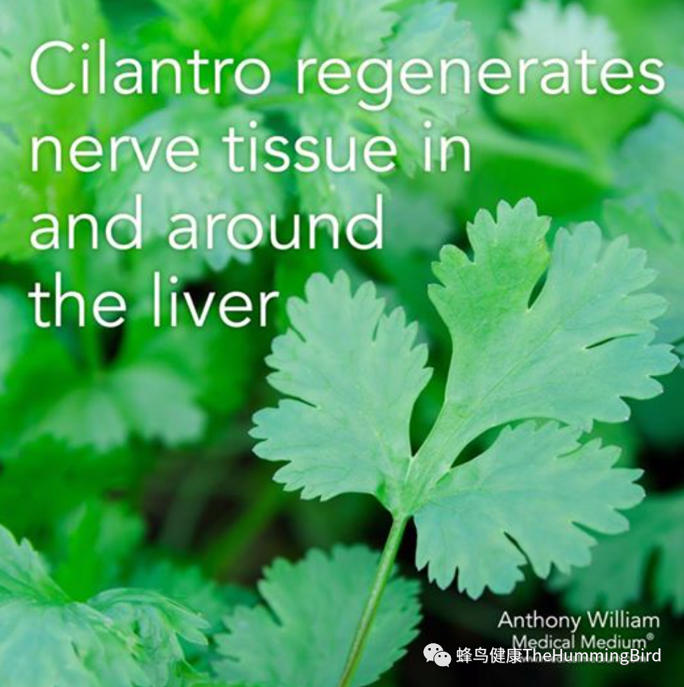 香菜：重金属排毒草本 Cilantro-Heavy Metals Detoxing Herb