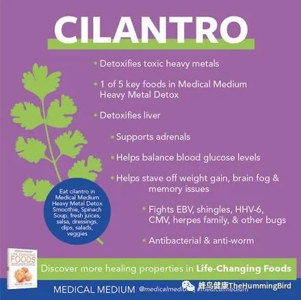 香菜：重金属排毒草本 Cilantro-Heavy Metals Detoxing Herb