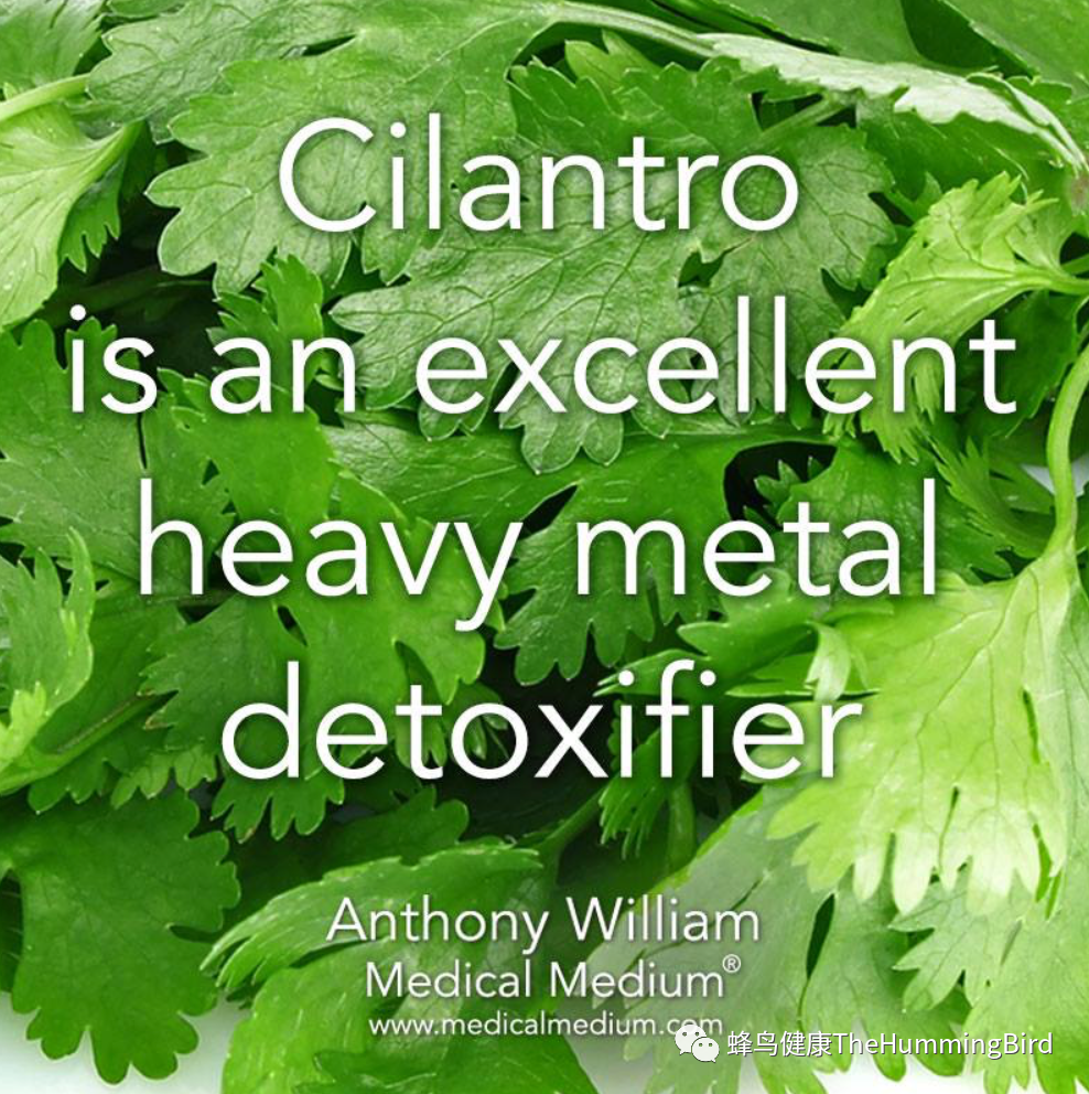 香菜：重金属排毒草本 Cilantro-Heavy Metals Detoxing Herb