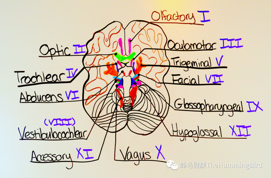 拯救大脑（八）- 颅神经炎症