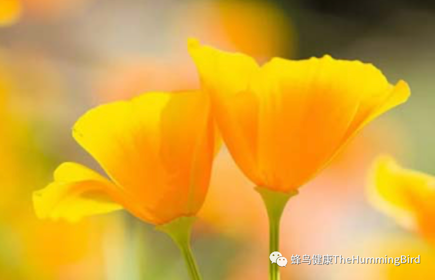 花菱草
