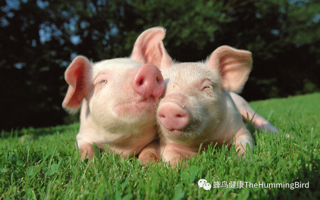 猪肉和羊肉制品对健康的影响