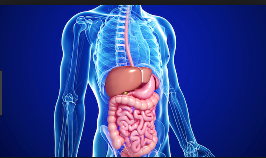 digestive system.png