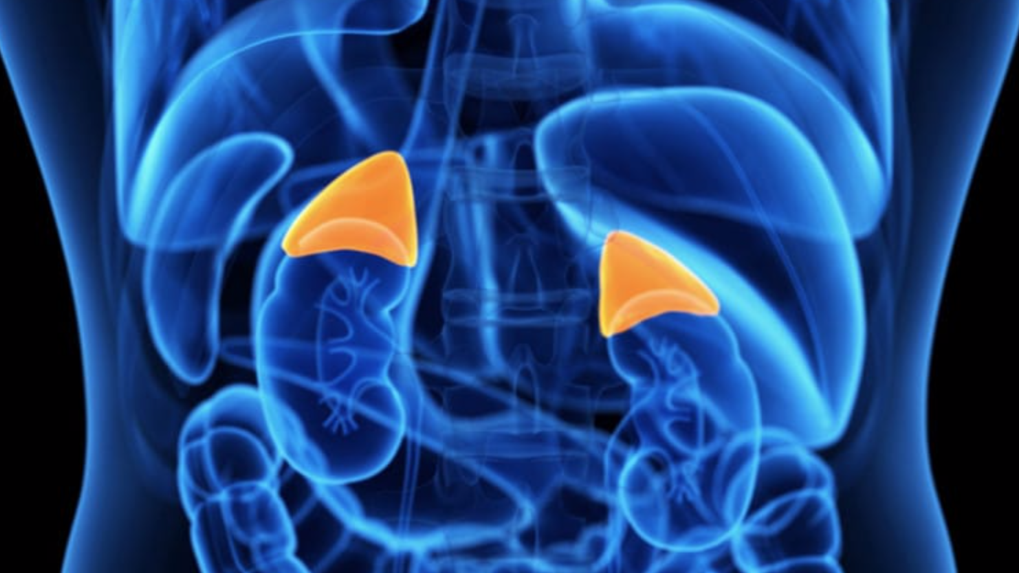 adrenal gland 2.png