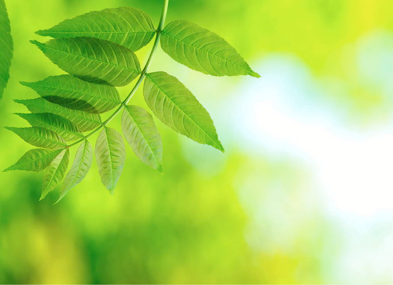leaves and light 3.png