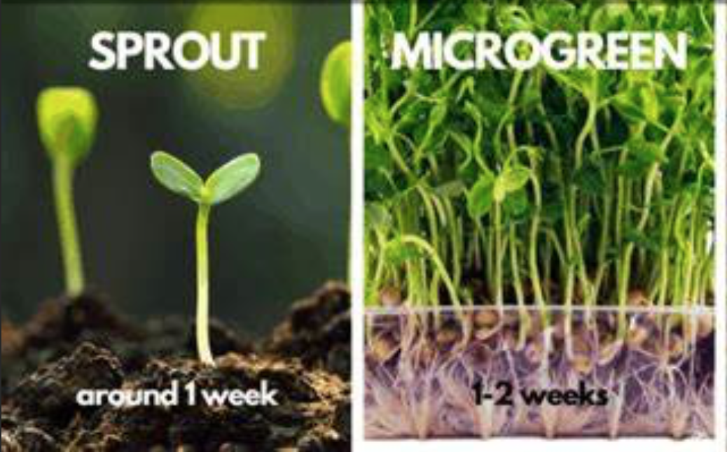 sprout & microgreen.png