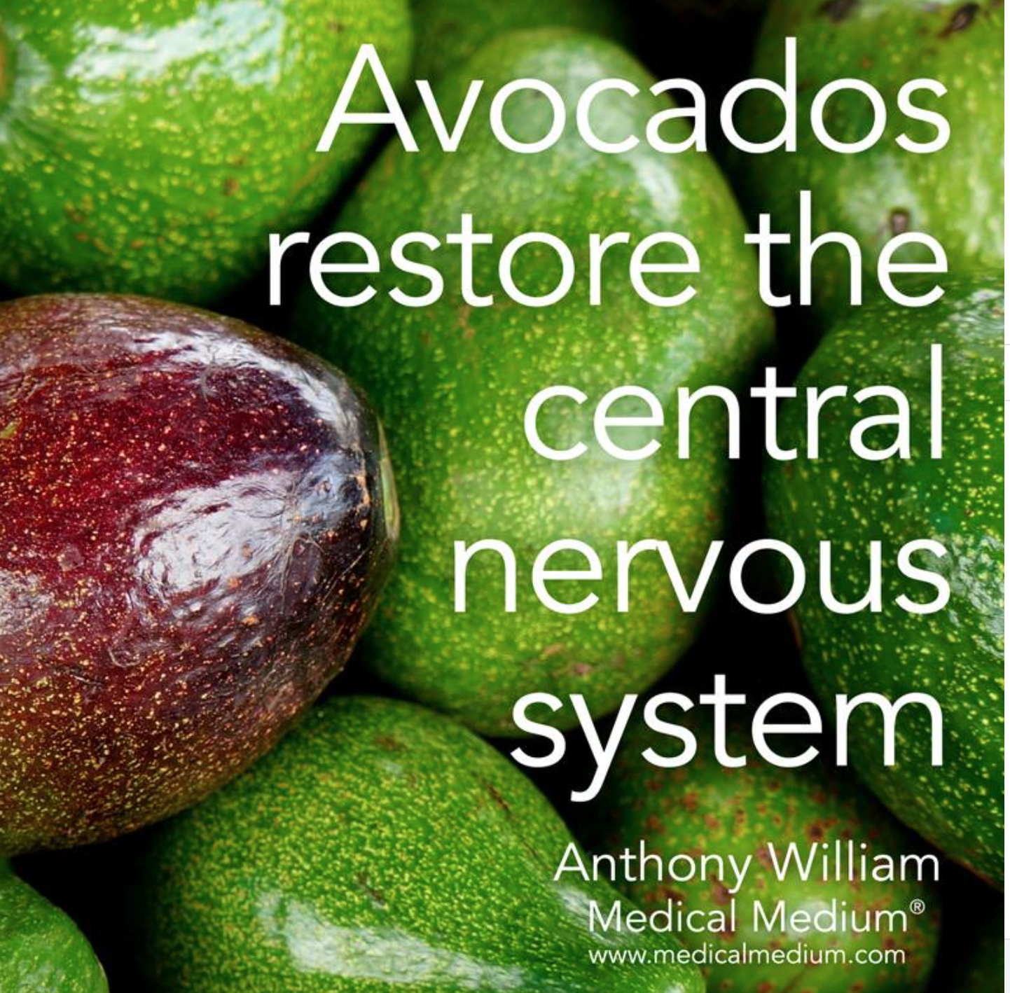 avocado nervous system 2.png