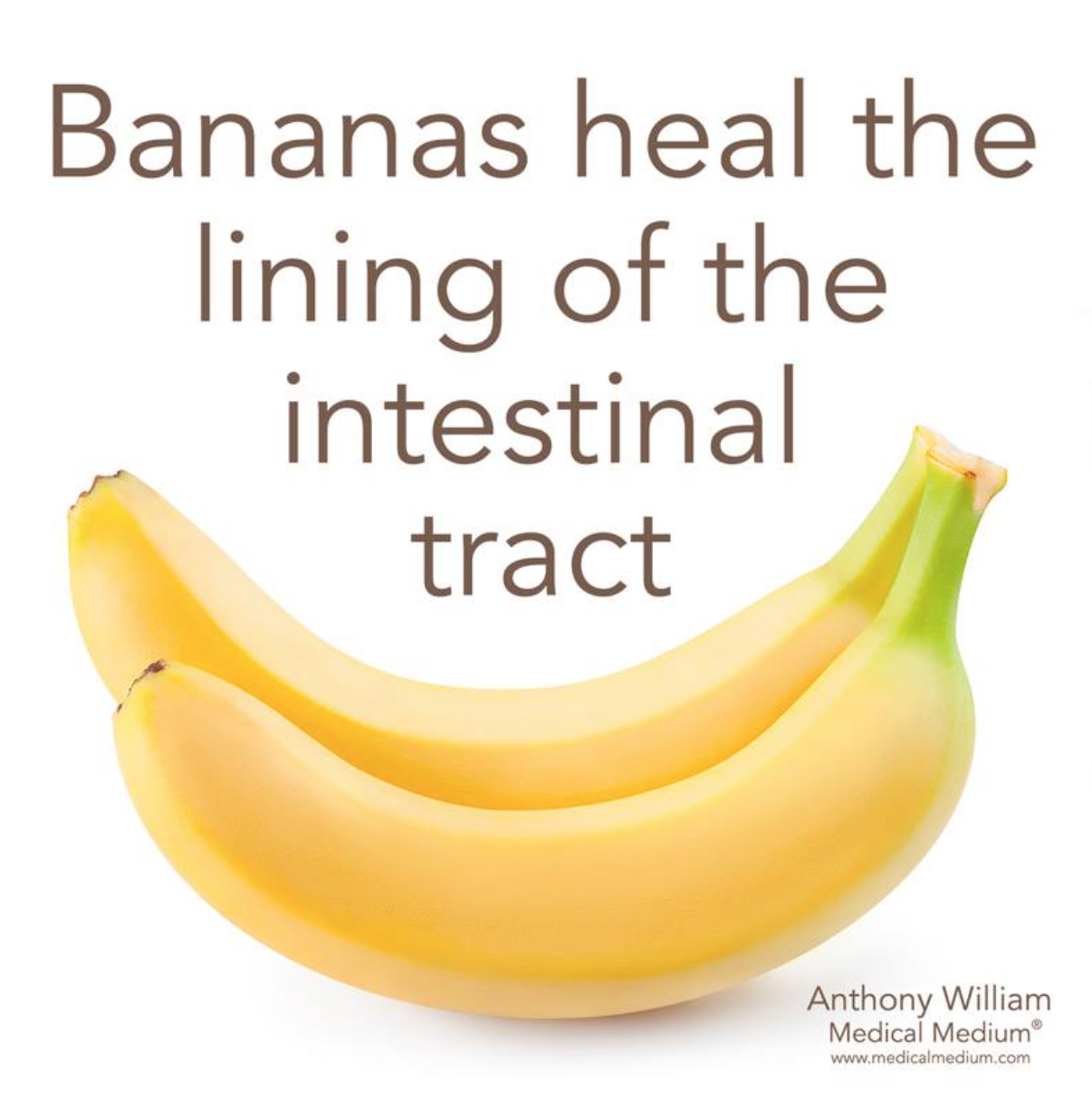 banana intestinal tract.png