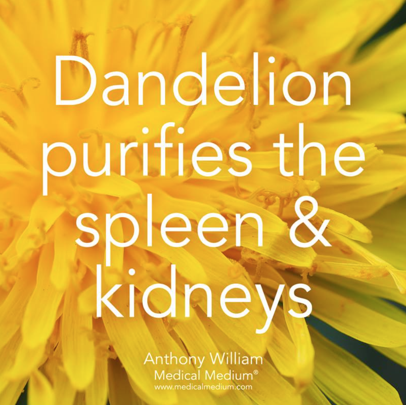 dandelion kidney.png