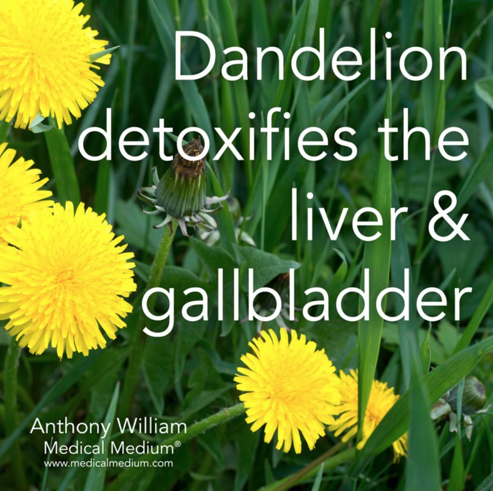 dandelion detoxifies liver.png