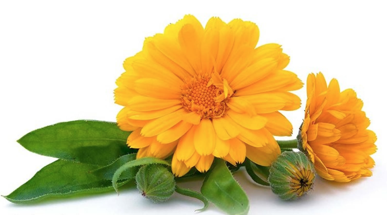 calendula.png