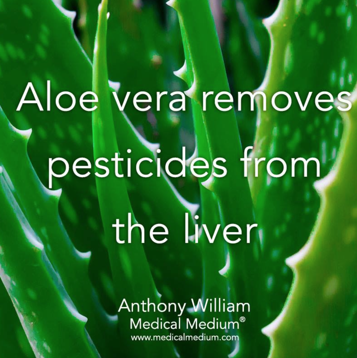 aloe vera pesticide.png