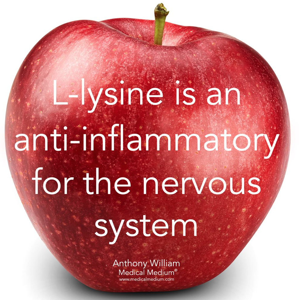 lysine nervous system.png