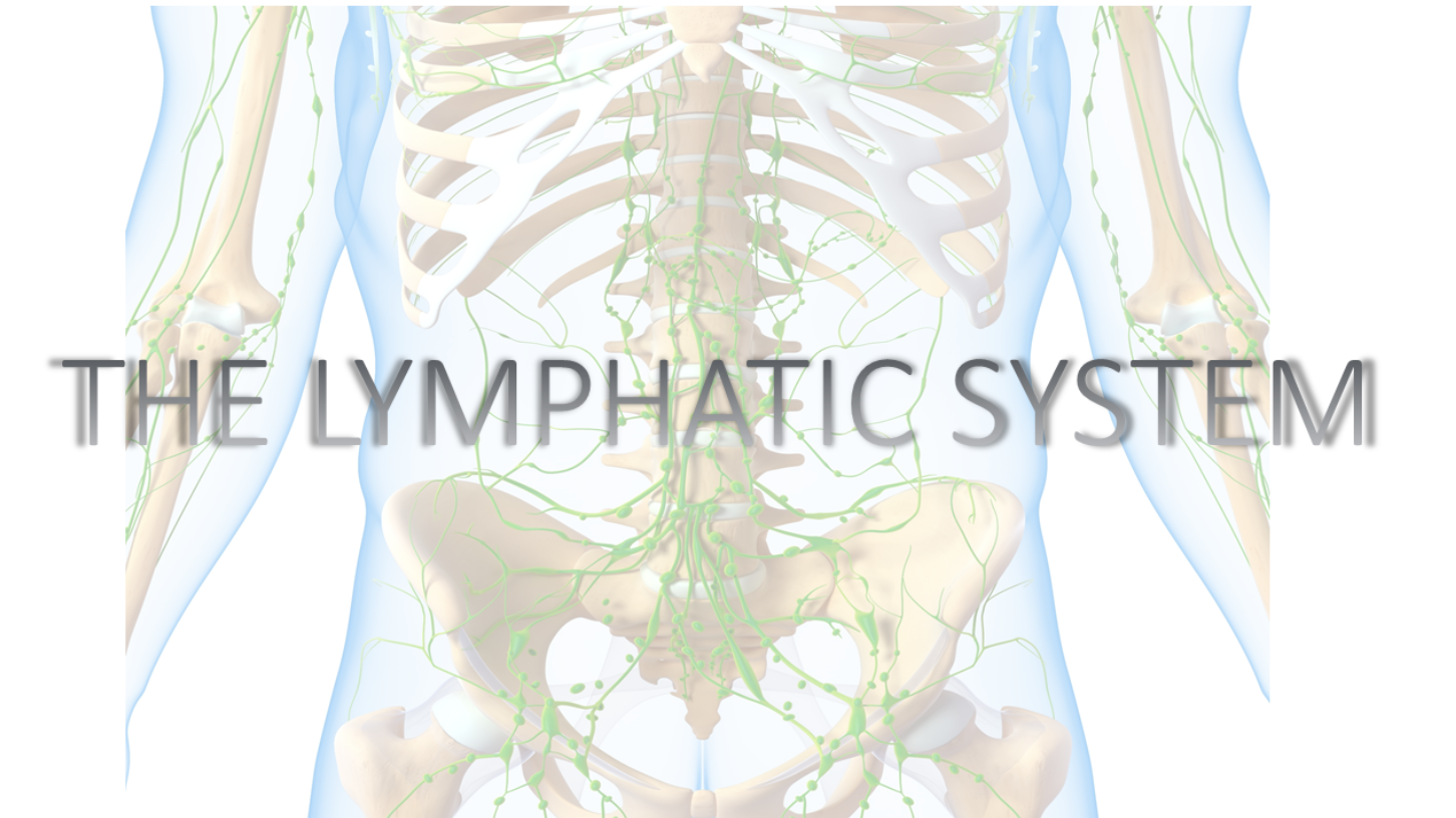 lymphatic system 2.png
