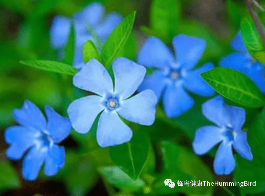 长春花