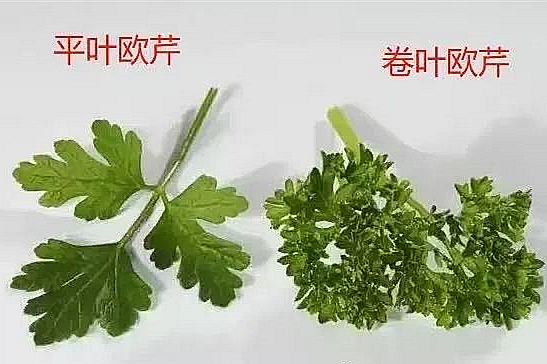 大脑疗愈小饮（去毒系列） 去杀虫剂、除草剂和杀菌剂小饮-图片3