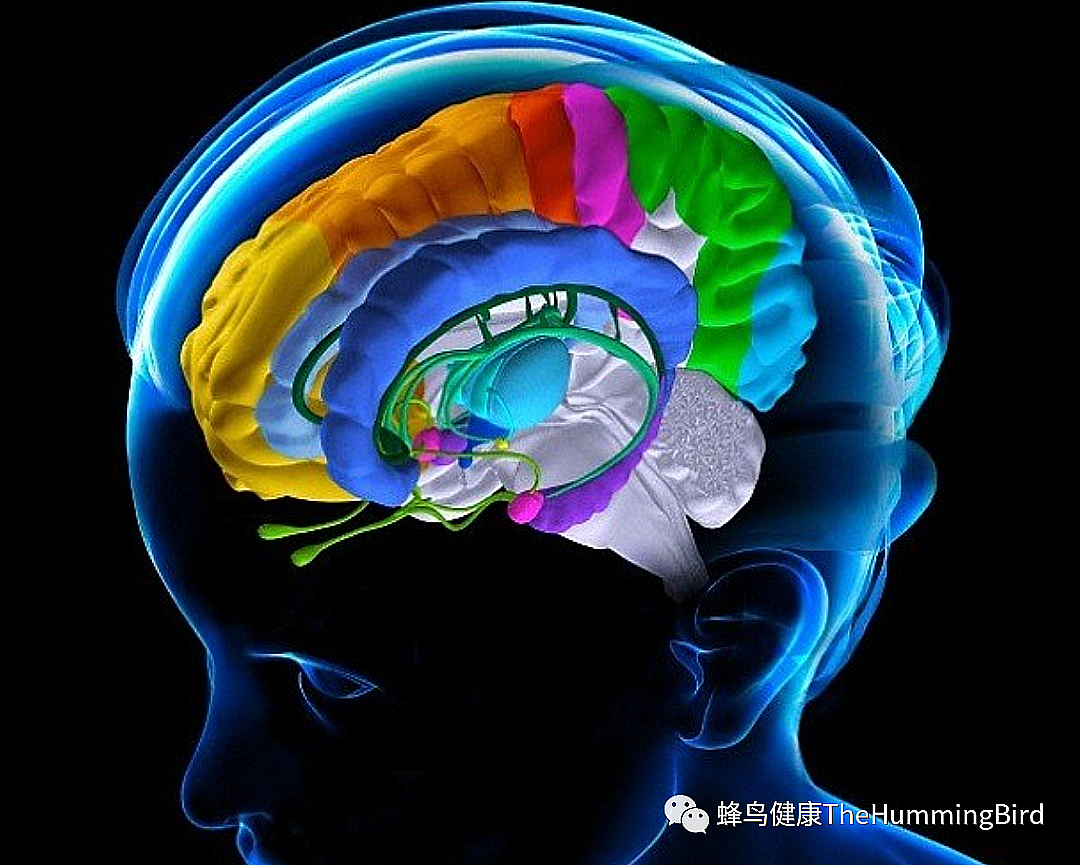 拯救大脑（六）- 情绪大脑（上）