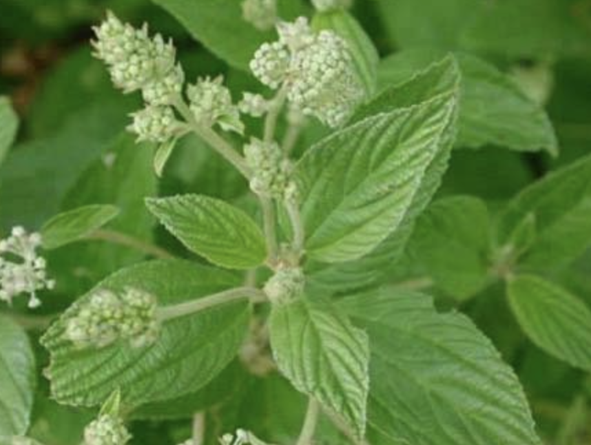 红根（新泽西茶）
