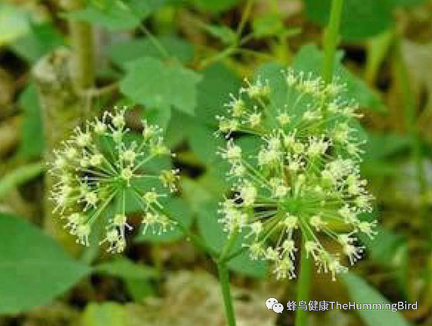 菝葜