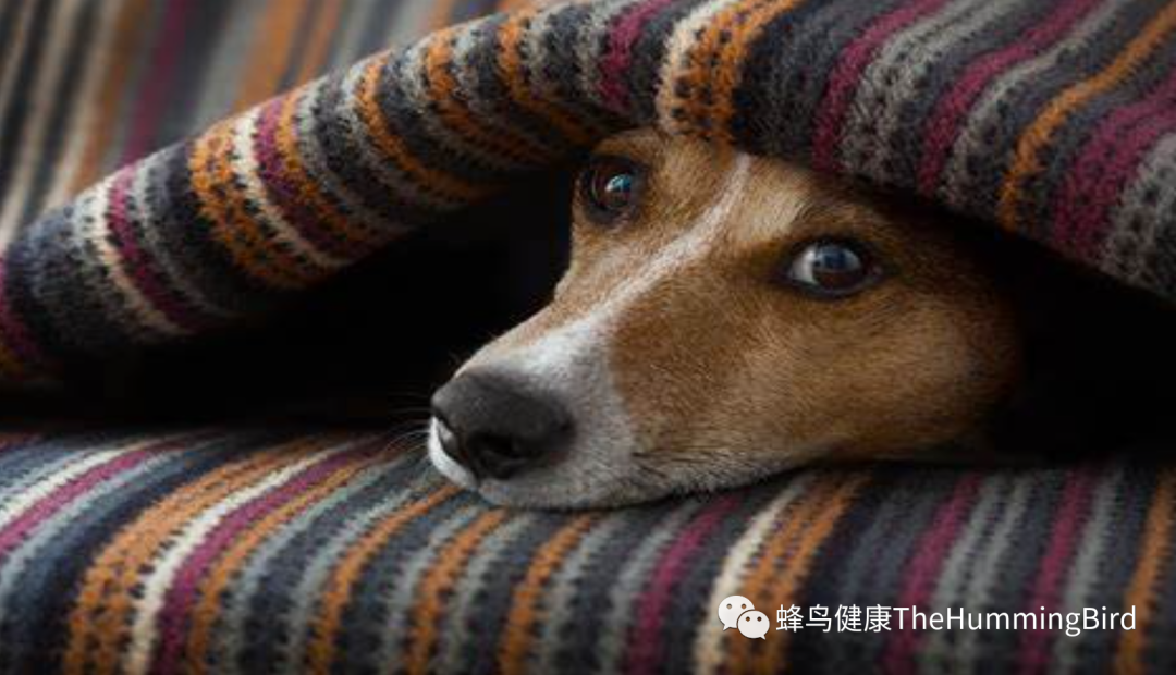 宠物健康（猫、狗等各类宠物）-图片3