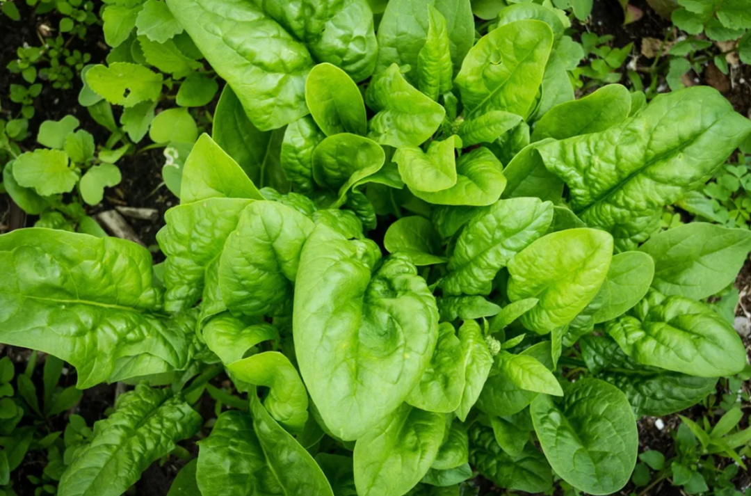菠菜、生菜和色拉绿叶蔬菜 拯救生命的矿物盐-图片2