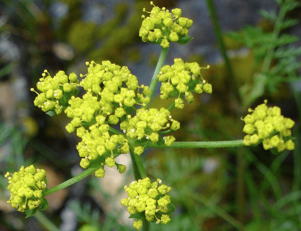 狭缝芹