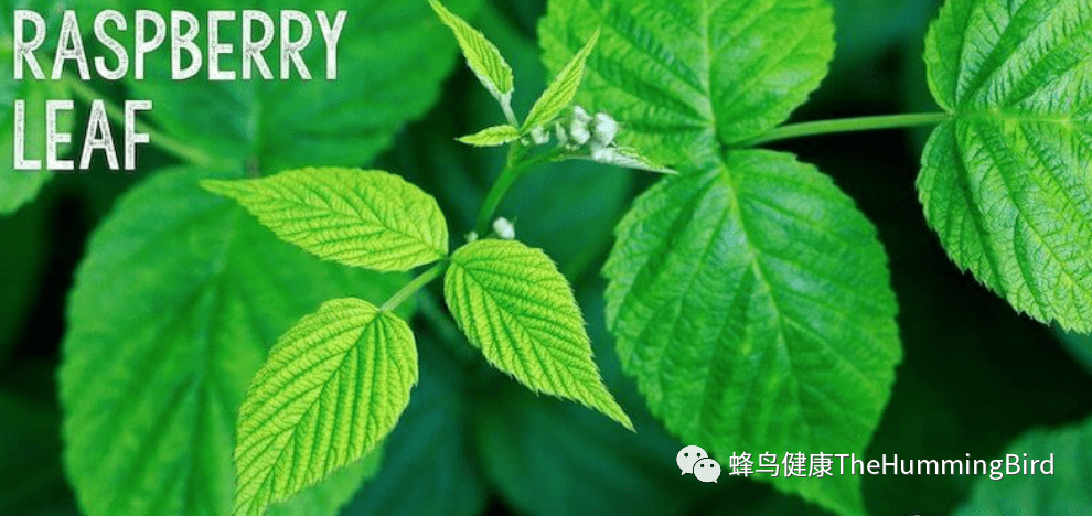 女性生殖系统的终极草本 覆盆子叶（树莓叶）-图片1