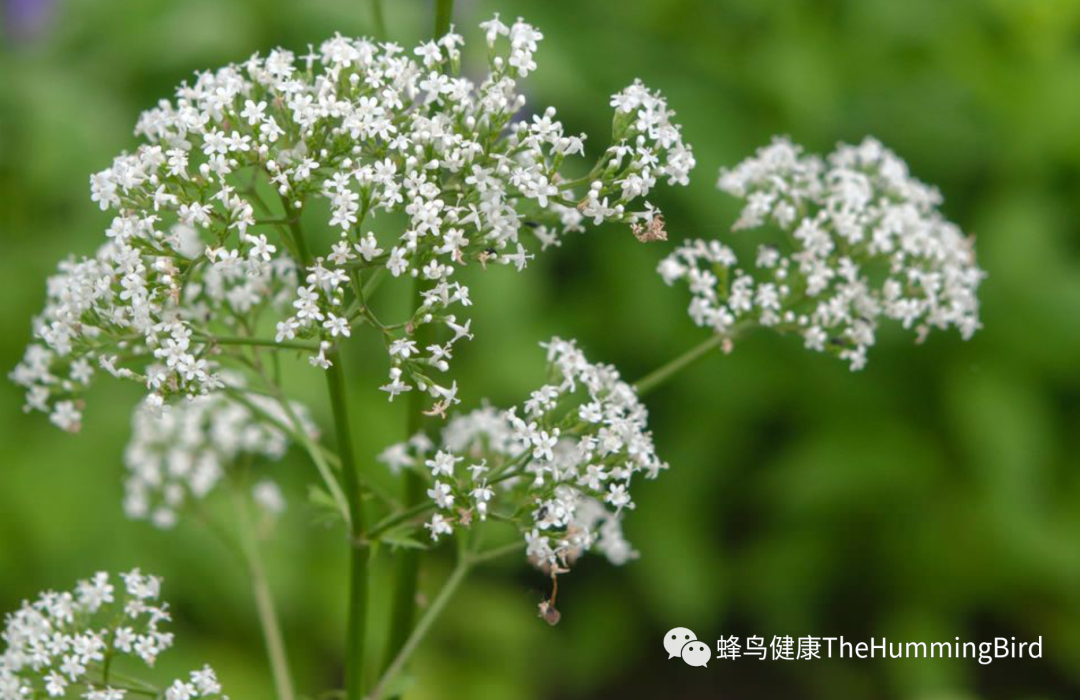 缬草