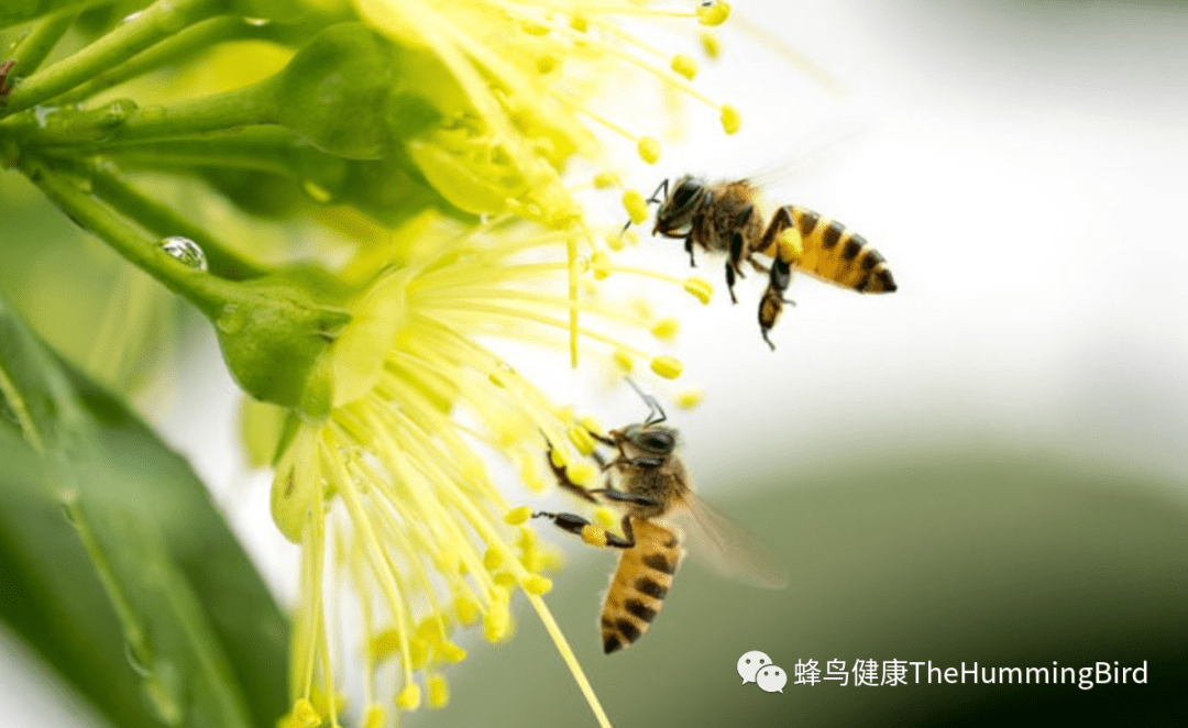 生蜂蜜揭秘