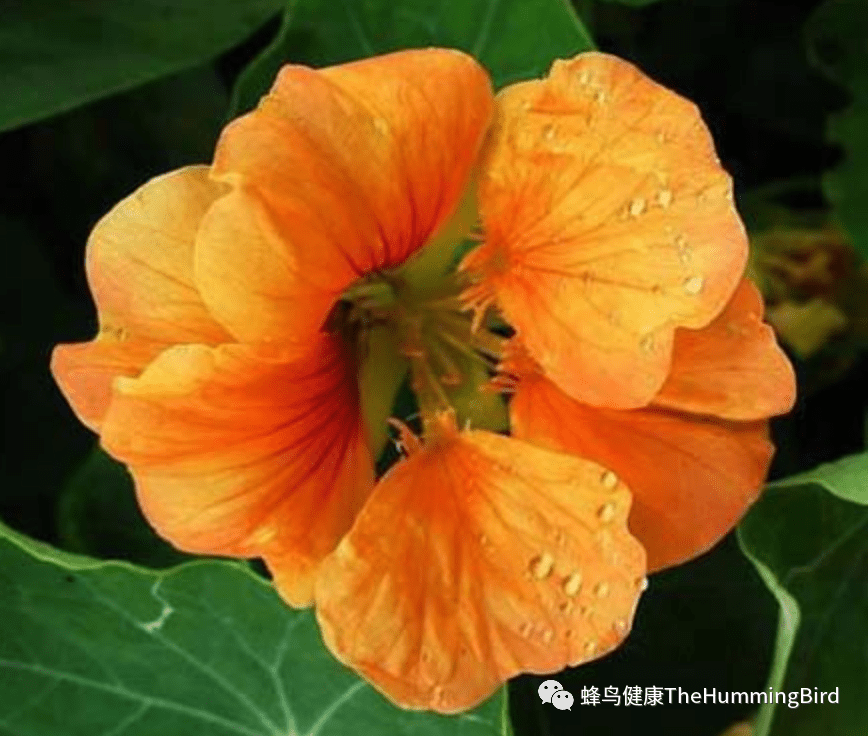 旱金莲
