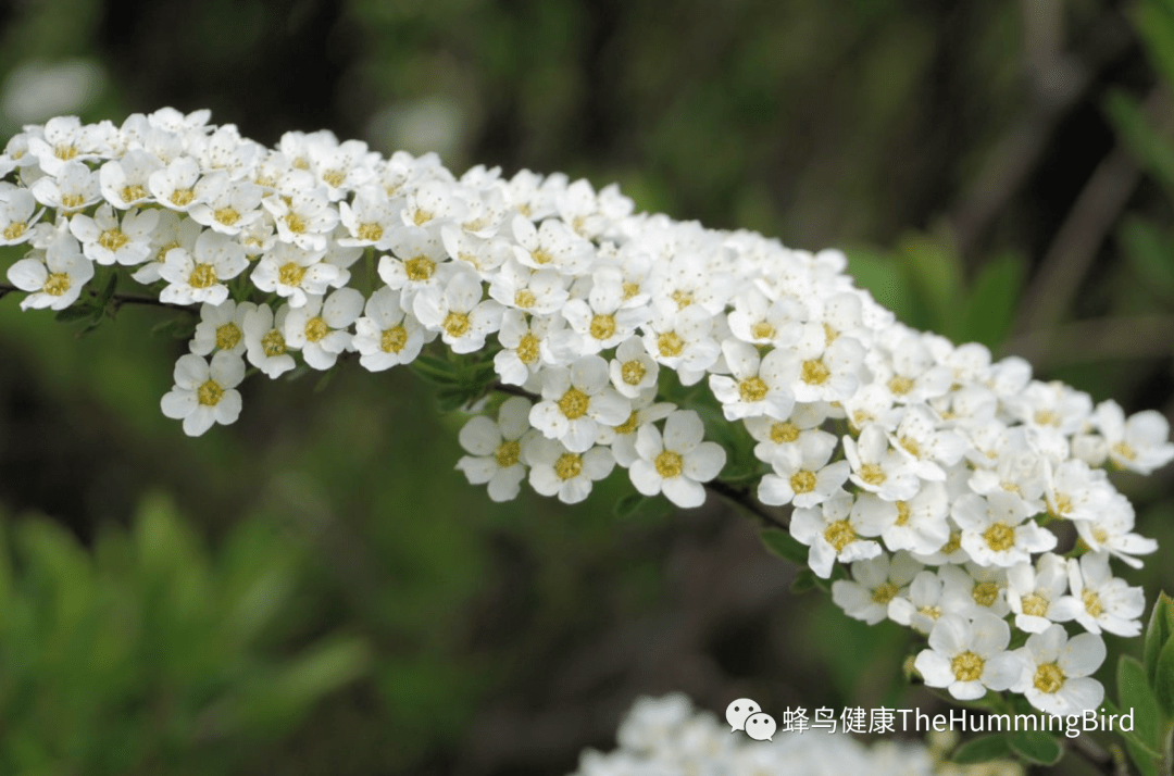 绣线菊