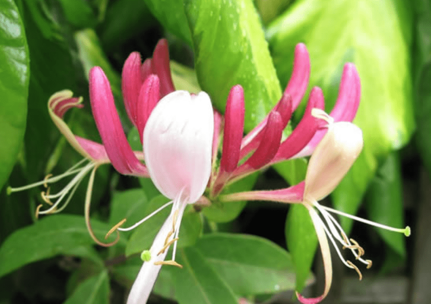 金银花