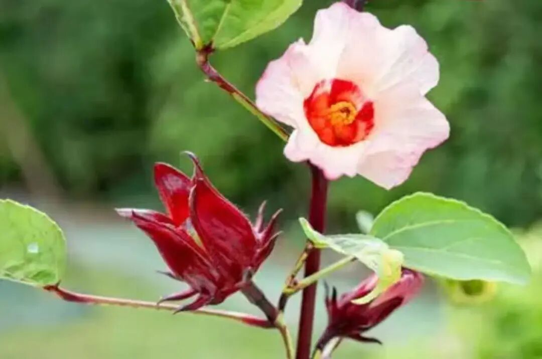 洛神花 红色奇迹-图片2