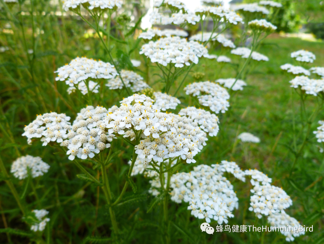 西洋蓍草（欧蓍草）