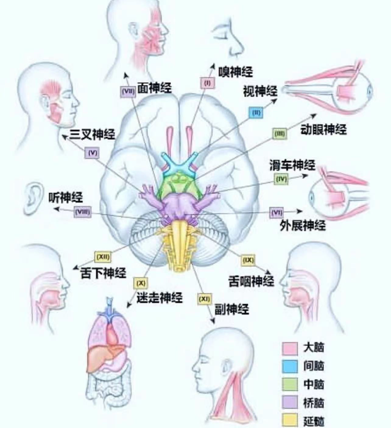 【补充剂方】-面部拉扯感（鼻子、眼睛或额头处）、头脑中的脉动感、脊髓灰质炎后综合症