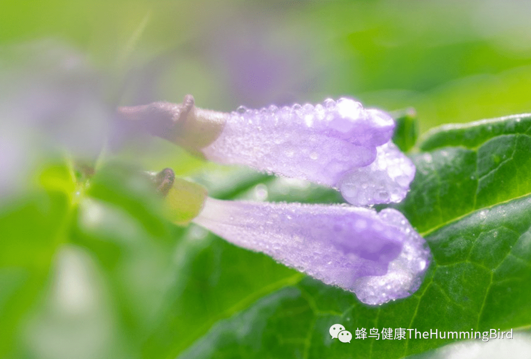 美黄芩