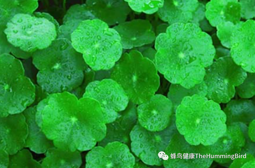 雷公根（崩大碗、积雪草）