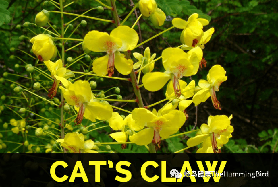 奇迹草本 猫爪藤（猫爪草）-图片1